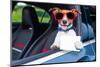 Dog Drivers License-Javier Brosch-Mounted Photographic Print