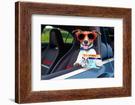 Dog Drivers License-Javier Brosch-Framed Photographic Print