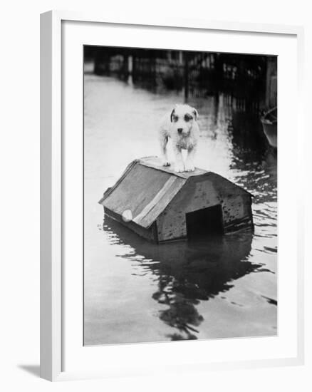 Dog Floating on Doghouse-Bettmann-Framed Photographic Print