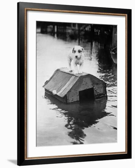 Dog Floating on Doghouse-Bettmann-Framed Photographic Print