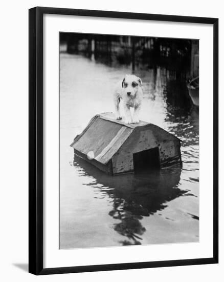 Dog Floating on Doghouse-Bettmann-Framed Photographic Print