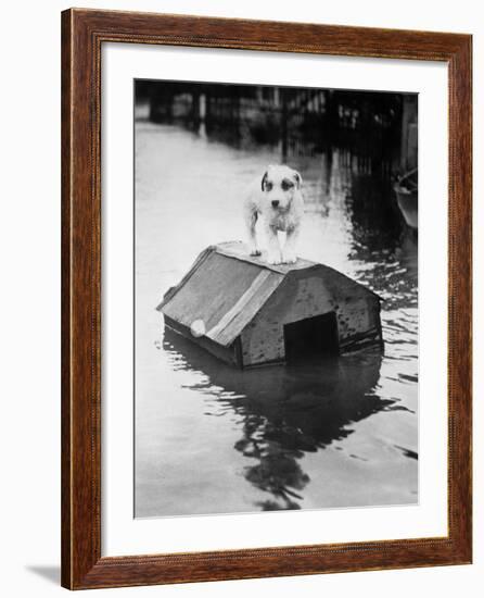 Dog Floating on Doghouse-Bettmann-Framed Photographic Print