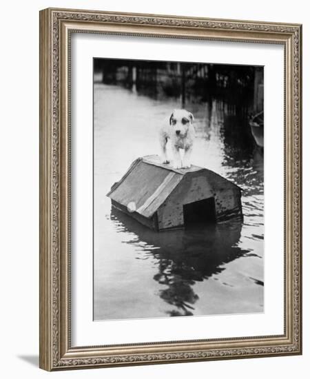 Dog Floating on Doghouse-Bettmann-Framed Photographic Print