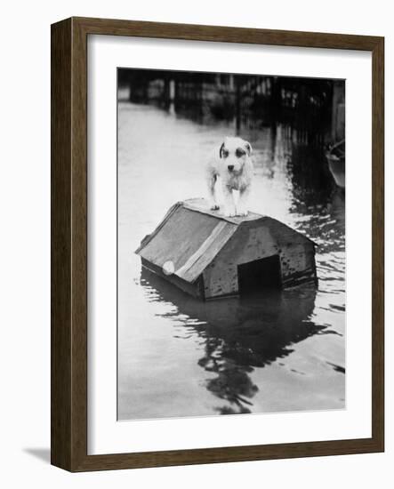 Dog Floating on Doghouse-Bettmann-Framed Photographic Print