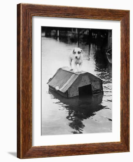 Dog Floating on Doghouse-Bettmann-Framed Photographic Print