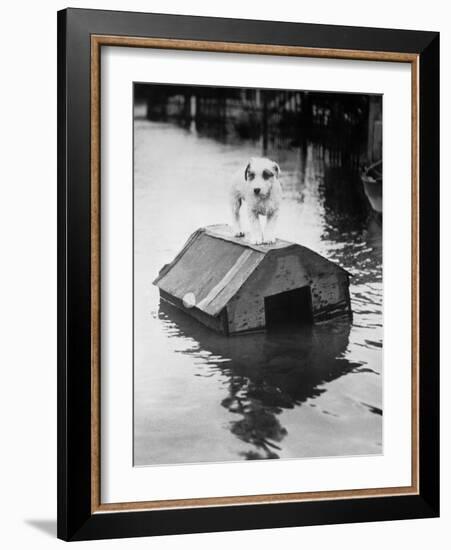 Dog Floating on Doghouse-Bettmann-Framed Photographic Print