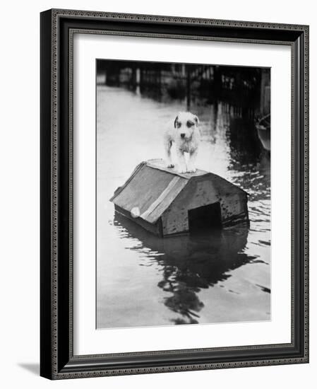 Dog Floating on Doghouse-Bettmann-Framed Photographic Print