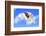 Dog Flying - English Bulldog Flying In The Cloudy Blue Sky-Willee Cole-Framed Photographic Print