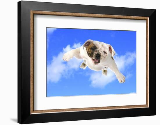 Dog Flying - English Bulldog Flying In The Cloudy Blue Sky-Willee Cole-Framed Photographic Print