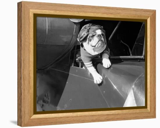 Dog Flying in Aircraft-Bettmann-Framed Premier Image Canvas