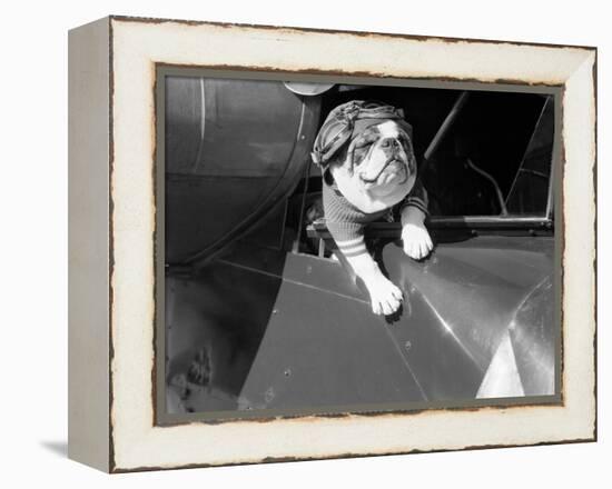 Dog Flying in Aircraft-Bettmann-Framed Premier Image Canvas