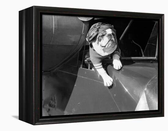 Dog Flying in Aircraft-Bettmann-Framed Premier Image Canvas