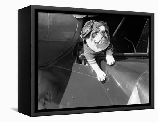 Dog Flying in Aircraft-Bettmann-Framed Premier Image Canvas