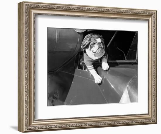 Dog Flying in Aircraft-Bettmann-Framed Photographic Print