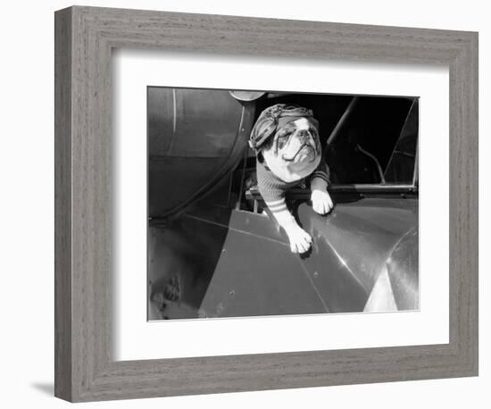 Dog Flying in Aircraft-Bettmann-Framed Photographic Print