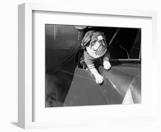 Dog Flying in Aircraft-Bettmann-Framed Photographic Print