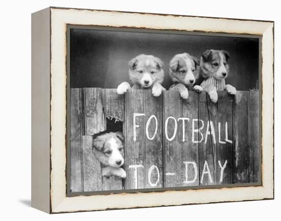 Dog Football Fans-null-Framed Premier Image Canvas