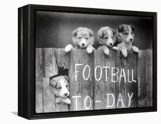 Dog Football Fans-null-Framed Premier Image Canvas