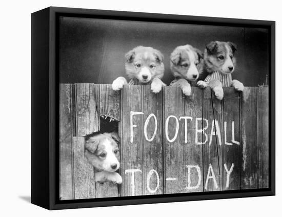 Dog Football Fans-null-Framed Premier Image Canvas
