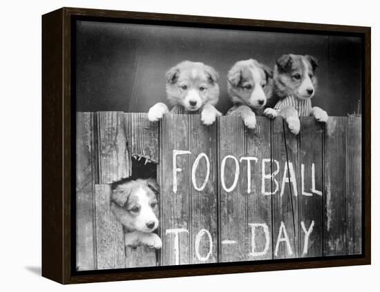 Dog Football Fans-null-Framed Premier Image Canvas