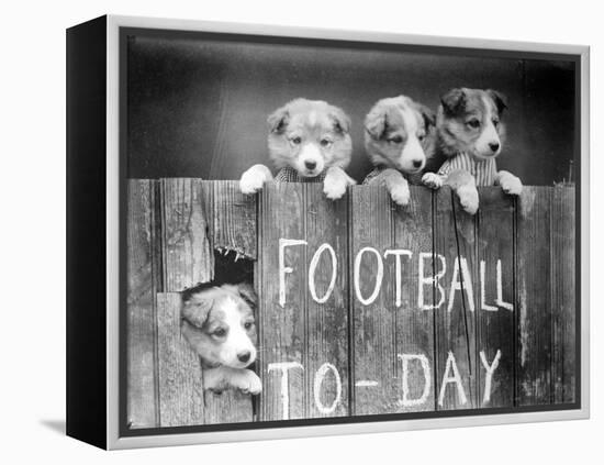 Dog Football Fans-null-Framed Premier Image Canvas