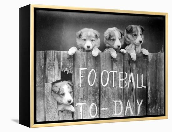 Dog Football Fans-null-Framed Premier Image Canvas