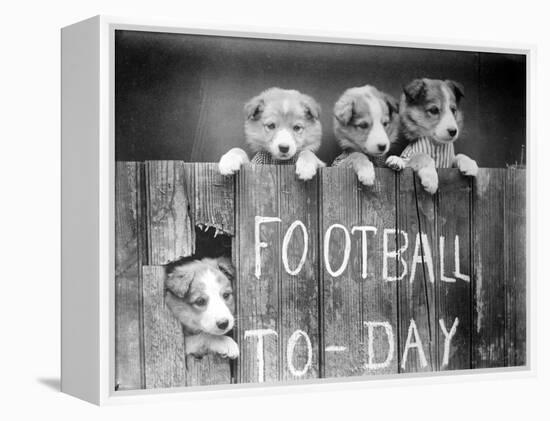 Dog Football Fans-null-Framed Premier Image Canvas