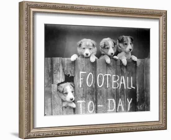 Dog Football Fans-null-Framed Photographic Print