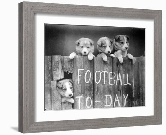 Dog Football Fans-null-Framed Photographic Print