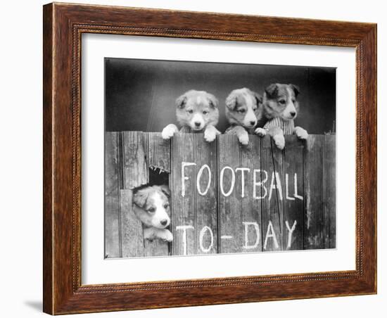 Dog Football Fans-null-Framed Photographic Print