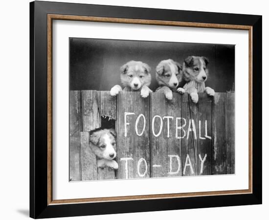 Dog Football Fans-null-Framed Photographic Print