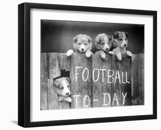 Dog Football Fans--Framed Photographic Print