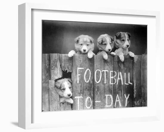 Dog Football Fans-null-Framed Photographic Print