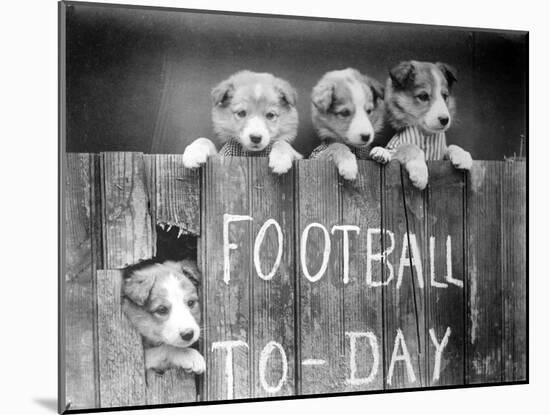 Dog Football Fans-null-Mounted Photographic Print