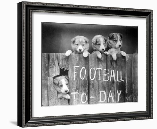 Dog Football Fans-null-Framed Photographic Print