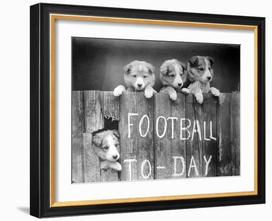 Dog Football Fans-null-Framed Photographic Print