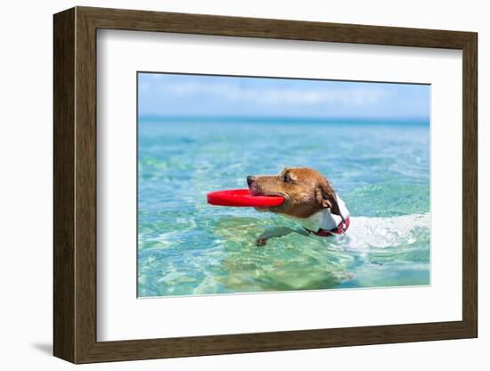 Dog Frisbee-Javier Brosch-Framed Photographic Print