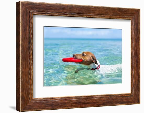 Dog Frisbee-Javier Brosch-Framed Photographic Print