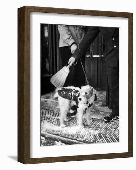 Dog Gets Snow Brushed from His Coat by Hotel Doorman-Alfred Eisenstaedt-Framed Photographic Print