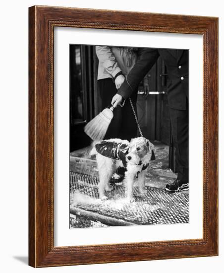 Dog Gets Snow Brushed from His Coat by Hotel Doorman-Alfred Eisenstaedt-Framed Photographic Print