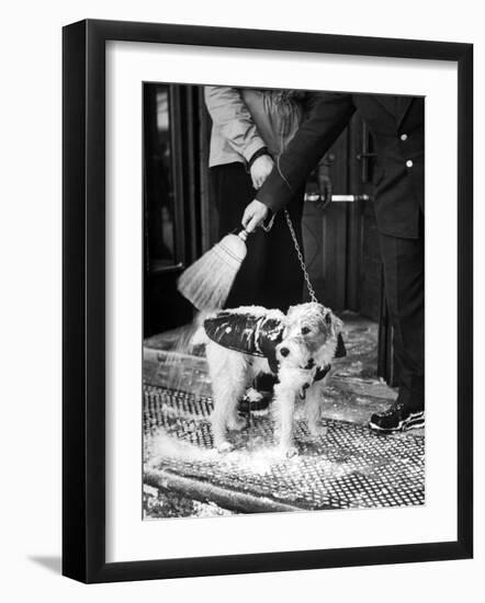 Dog Gets Snow Brushed from His Coat by Hotel Doorman-Alfred Eisenstaedt-Framed Photographic Print