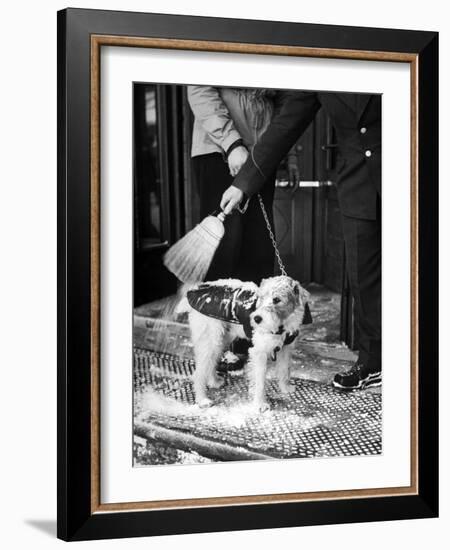 Dog Gets Snow Brushed from His Coat by Hotel Doorman-Alfred Eisenstaedt-Framed Photographic Print