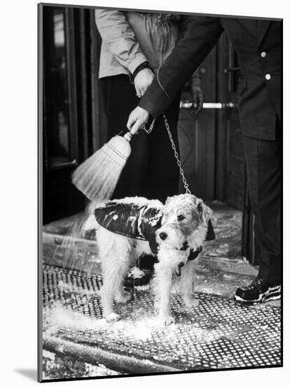 Dog Gets Snow Brushed from His Coat by Hotel Doorman-Alfred Eisenstaedt-Mounted Photographic Print