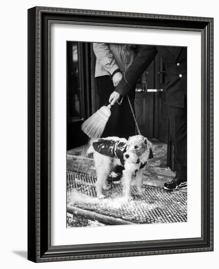 Dog Gets Snow Brushed from His Coat by Hotel Doorman-Alfred Eisenstaedt-Framed Photographic Print