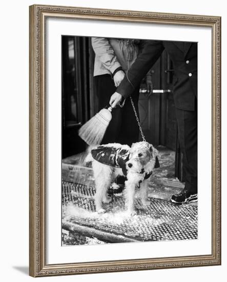 Dog Gets Snow Brushed from His Coat by Hotel Doorman-Alfred Eisenstaedt-Framed Photographic Print