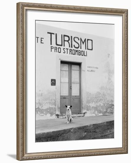 Dog Guarding a Tourist Office-Jerry Cooke-Framed Photographic Print
