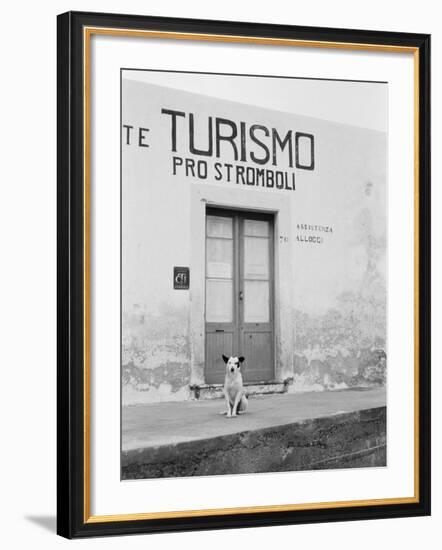 Dog Guarding a Tourist Office-Jerry Cooke-Framed Photographic Print