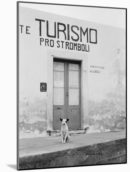 Dog Guarding a Tourist Office-Jerry Cooke-Mounted Photographic Print