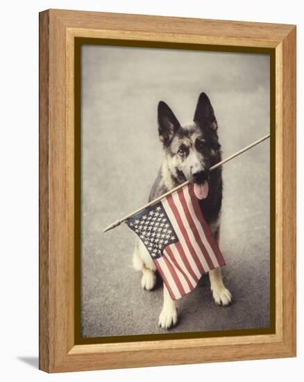 Dog Holding American Flag in Mouth-Robert Llewellyn-Framed Premier Image Canvas