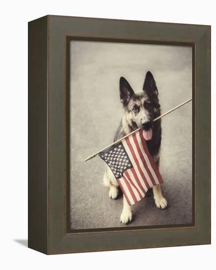 Dog Holding American Flag in Mouth-Robert Llewellyn-Framed Premier Image Canvas